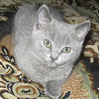 JenOK